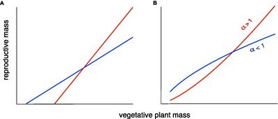 Allometry and Yield Stability of Cereals